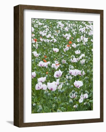 Opium Poppies (Papaver Somniferum)-Adrian Bicker-Framed Photographic Print