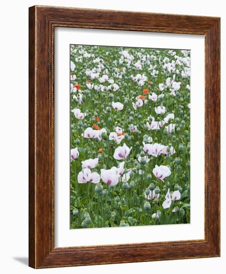 Opium Poppies (Papaver Somniferum)-Adrian Bicker-Framed Photographic Print