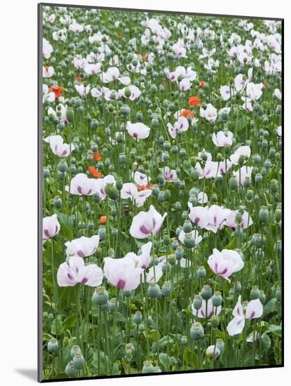 Opium Poppies (Papaver Somniferum)-Adrian Bicker-Mounted Photographic Print