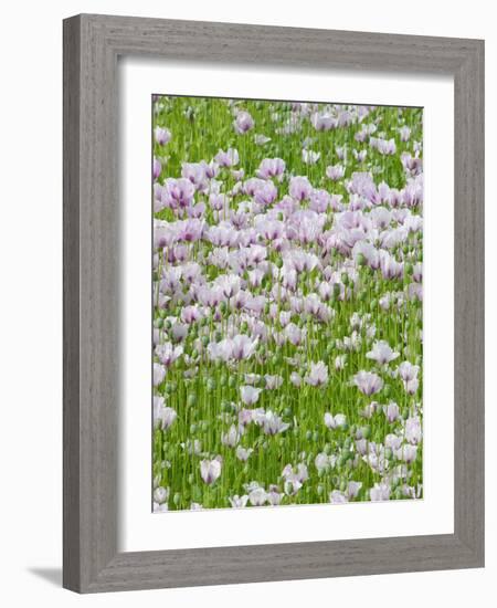 Opium Poppies (Papaver Somniferum)-Tony Craddock-Framed Photographic Print