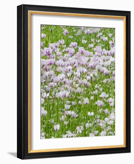 Opium Poppies (Papaver Somniferum)-Tony Craddock-Framed Photographic Print