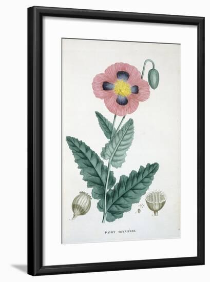 Opium-Poppy, 1805-1822-null-Framed Giclee Print