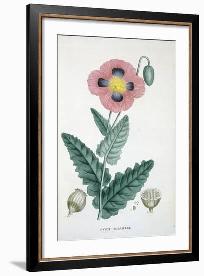 Opium-Poppy, 1805-1822-null-Framed Giclee Print
