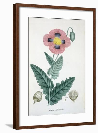 Opium-Poppy, 1805-1822-null-Framed Giclee Print