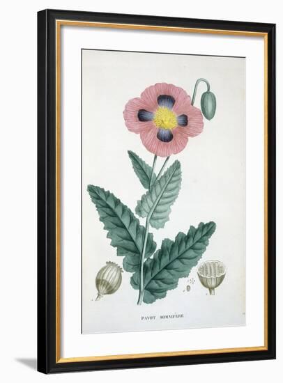 Opium-Poppy, 1805-1822-null-Framed Giclee Print