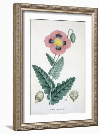 Opium-Poppy, 1805-1822-null-Framed Giclee Print