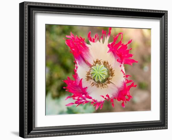 Opium Poppy, Thailand-Kristin Piljay-Framed Photographic Print