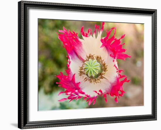 Opium Poppy, Thailand-Kristin Piljay-Framed Photographic Print