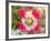 Opium Poppy, Thailand-Kristin Piljay-Framed Photographic Print