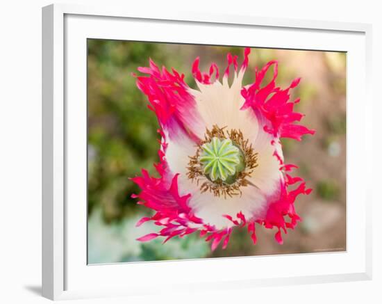 Opium Poppy, Thailand-Kristin Piljay-Framed Photographic Print