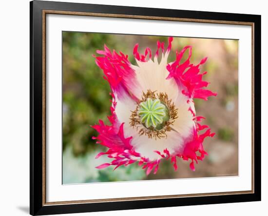 Opium Poppy, Thailand-Kristin Piljay-Framed Photographic Print