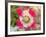 Opium Poppy, Thailand-Kristin Piljay-Framed Photographic Print