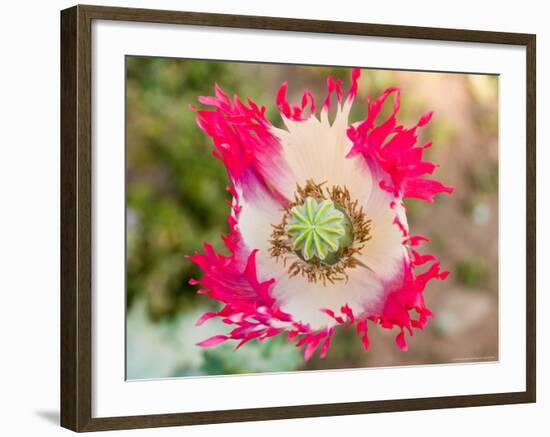 Opium Poppy, Thailand-Kristin Piljay-Framed Photographic Print