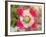 Opium Poppy, Thailand-Kristin Piljay-Framed Photographic Print