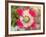 Opium Poppy, Thailand-Kristin Piljay-Framed Photographic Print