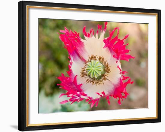 Opium Poppy, Thailand-Kristin Piljay-Framed Photographic Print