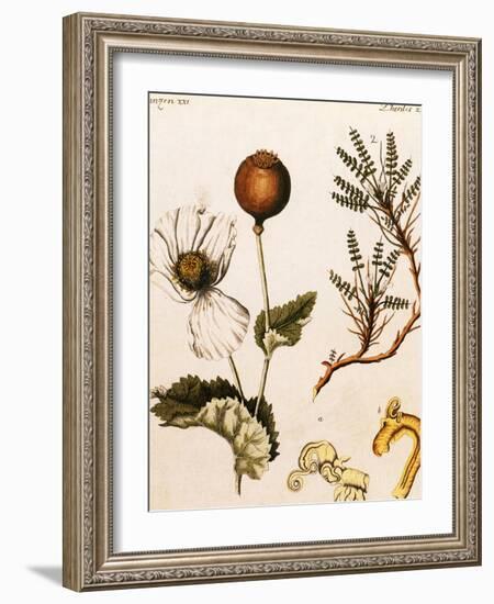 Opium Poppy-Science Source-Framed Giclee Print