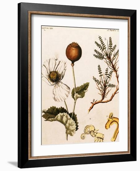 Opium Poppy-Science Source-Framed Giclee Print