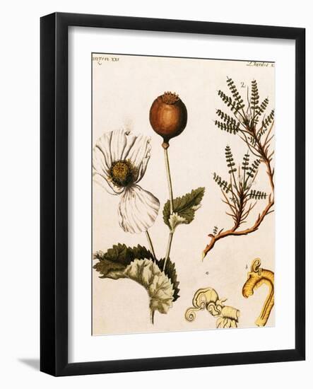 Opium Poppy-Science Source-Framed Giclee Print