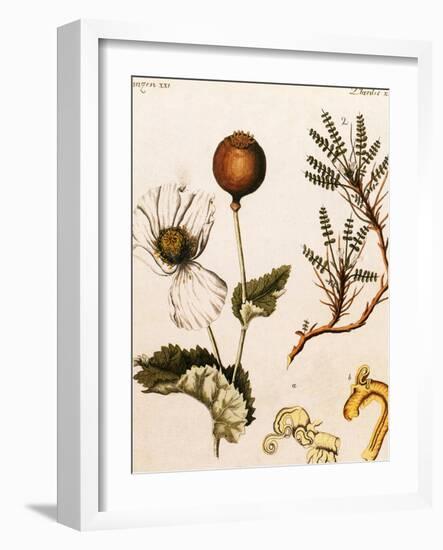 Opium Poppy-Science Source-Framed Giclee Print