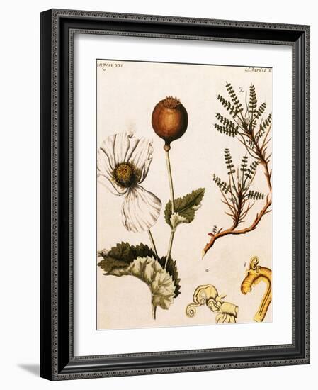 Opium Poppy-Science Source-Framed Giclee Print