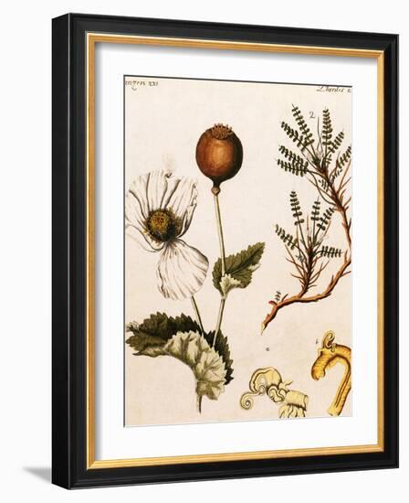 Opium Poppy-Science Source-Framed Giclee Print