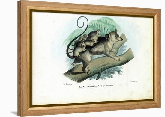 Opossum, 1863-79-Raimundo Petraroja-Framed Premier Image Canvas