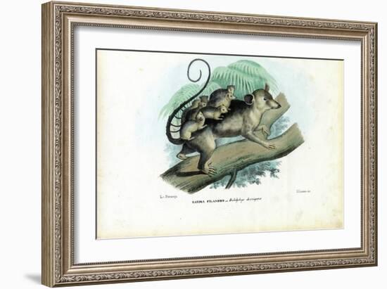 Opossum, 1863-79-Raimundo Petraroja-Framed Giclee Print