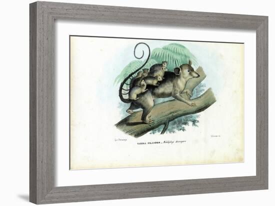 Opossum, 1863-79-Raimundo Petraroja-Framed Giclee Print