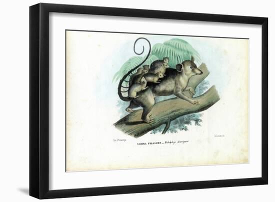 Opossum, 1863-79-Raimundo Petraroja-Framed Giclee Print