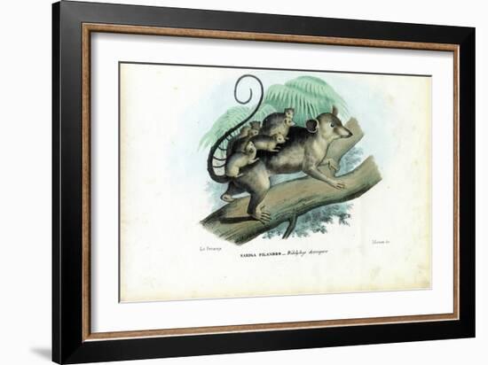 Opossum, 1863-79-Raimundo Petraroja-Framed Giclee Print