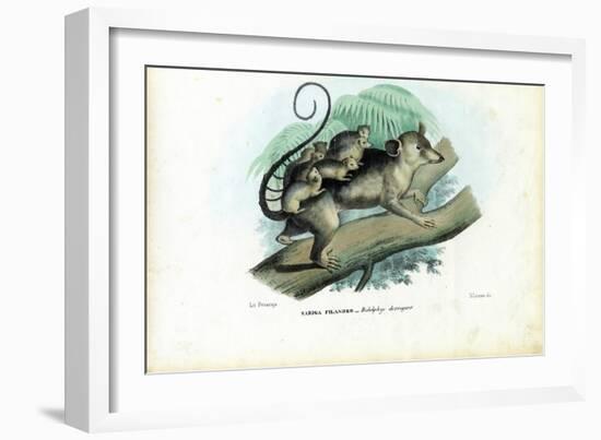 Opossum, 1863-79-Raimundo Petraroja-Framed Giclee Print