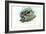 Opossum, 1863-79-Raimundo Petraroja-Framed Giclee Print