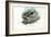 Opossum, 1863-79-Raimundo Petraroja-Framed Giclee Print