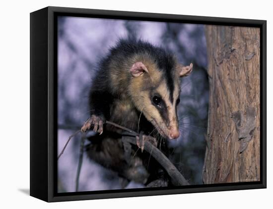 Opossum, Huara, Lima-Andres Morya-Framed Premier Image Canvas