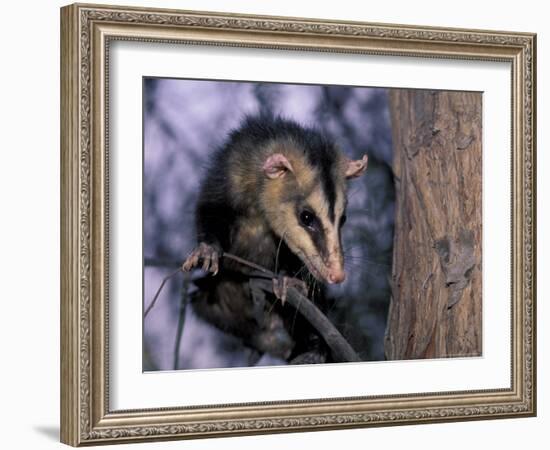 Opossum, Huara, Lima-Andres Morya-Framed Photographic Print