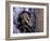 Opossum, Huara, Lima-Andres Morya-Framed Photographic Print