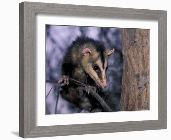 Opossum, Huara, Lima-Andres Morya-Framed Photographic Print