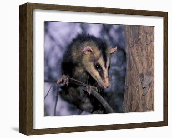 Opossum, Huara, Lima-Andres Morya-Framed Photographic Print