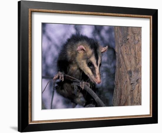 Opossum, Huara, Lima-Andres Morya-Framed Photographic Print