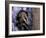 Opossum, Huara, Lima-Andres Morya-Framed Photographic Print