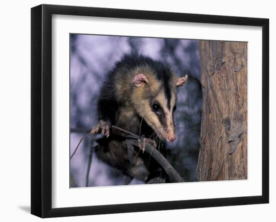 Opossum, Huara, Lima-Andres Morya-Framed Photographic Print