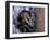 Opossum, Huara, Lima-Andres Morya-Framed Photographic Print