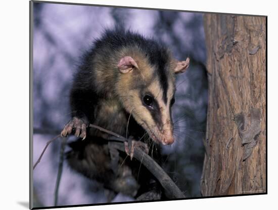 Opossum, Huara, Lima-Andres Morya-Mounted Photographic Print