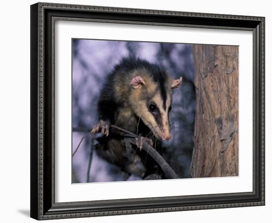 Opossum, Huara, Lima-Andres Morya-Framed Photographic Print