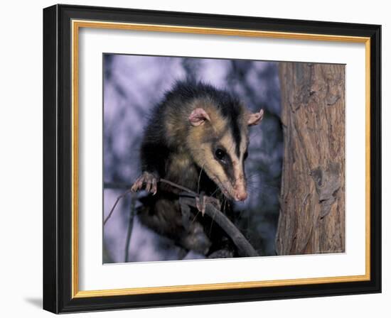 Opossum, Huara, Lima-Andres Morya-Framed Photographic Print