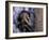 Opossum, Huara, Lima-Andres Morya-Framed Photographic Print