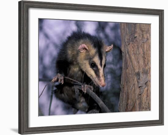 Opossum, Huara, Lima-Andres Morya-Framed Photographic Print