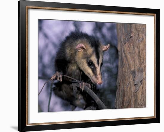 Opossum, Huara, Lima-Andres Morya-Framed Photographic Print