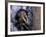 Opossum, Huara, Lima-Andres Morya-Framed Photographic Print